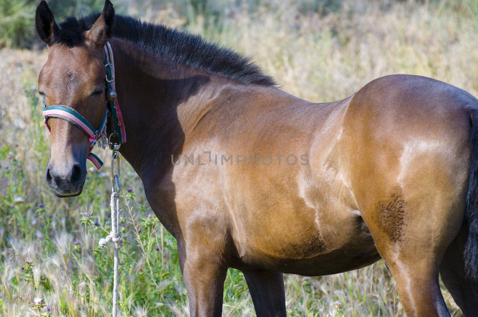 Picture of a horse on the hill.