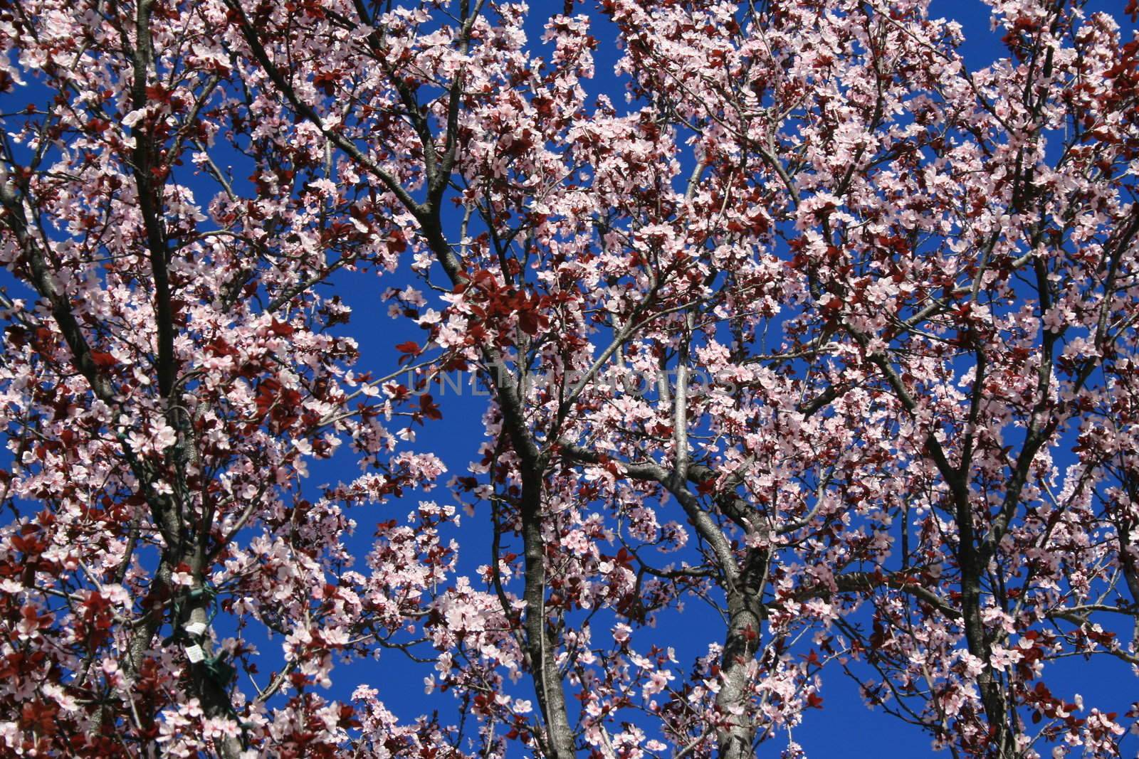 Cherry blossoms close up over clear blue sky.
