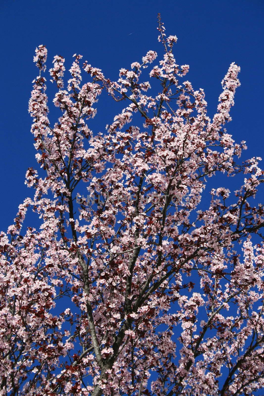 Cherry blossoms close up over clear blue sky.
