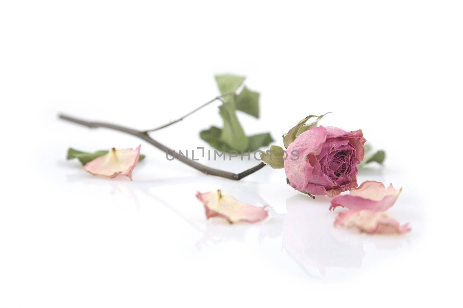 Close up of a single dried pink rose on white background
