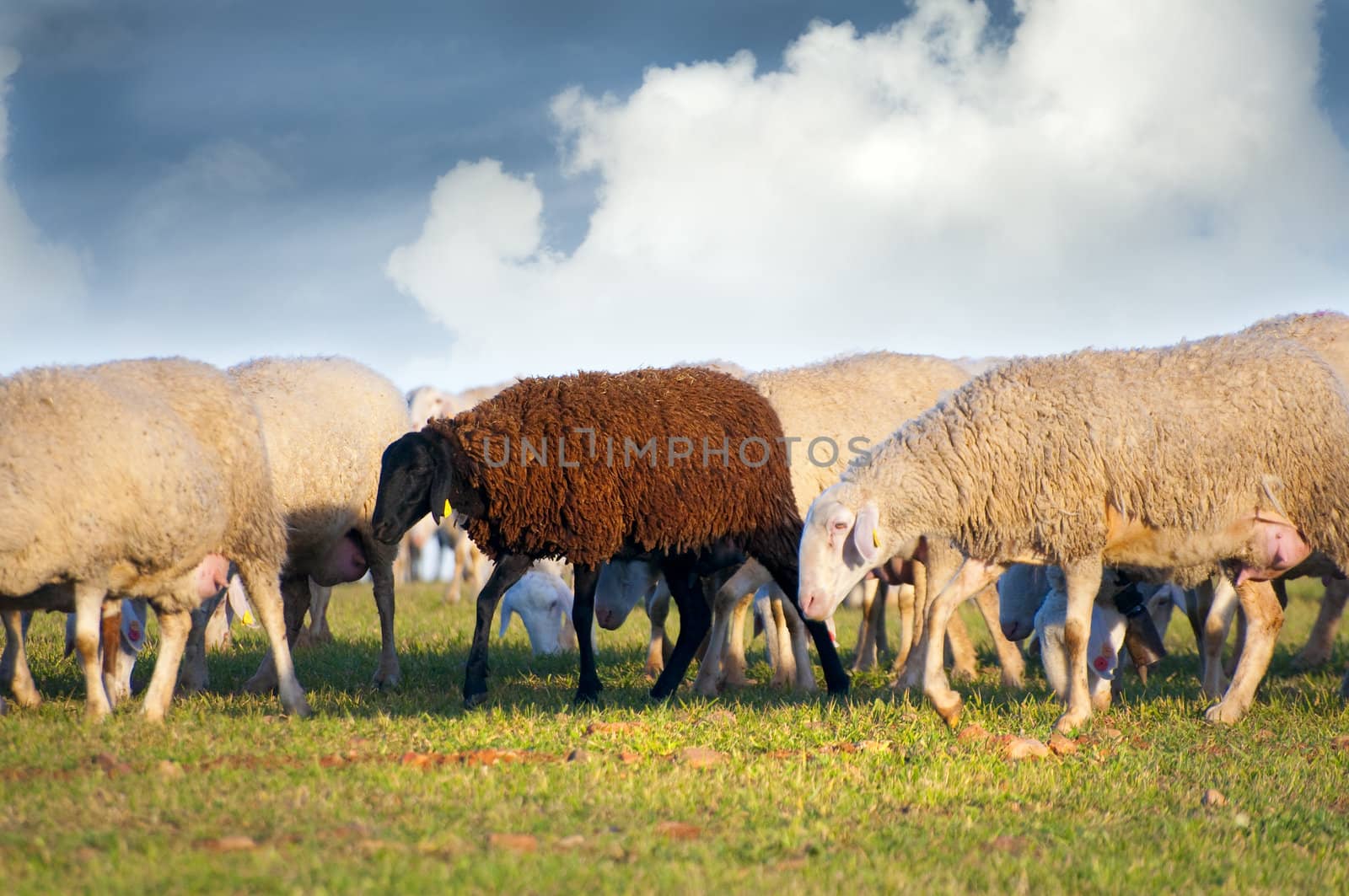 sheeps in a meadow, black sheep by FernandoCortes