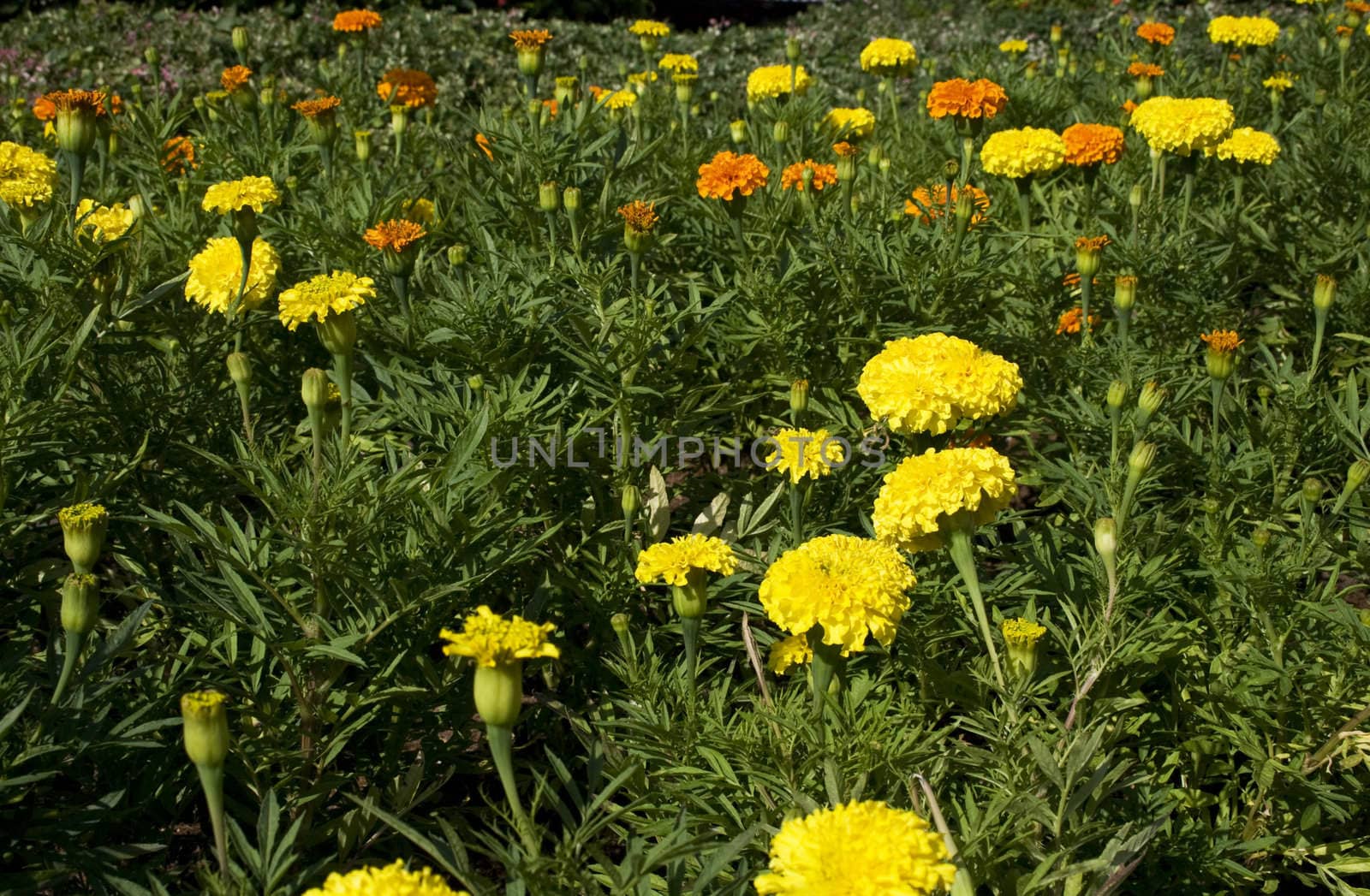 Yellow carnation found in a garden