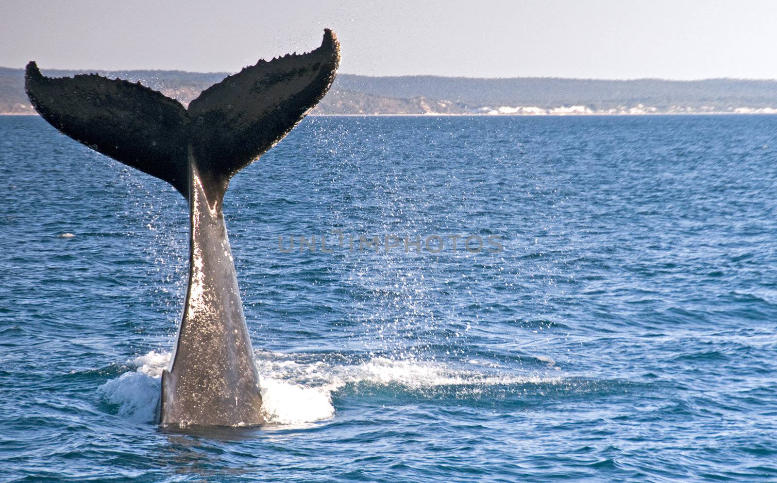 Humpback Whale off the coast of Hervey Bay, Australia