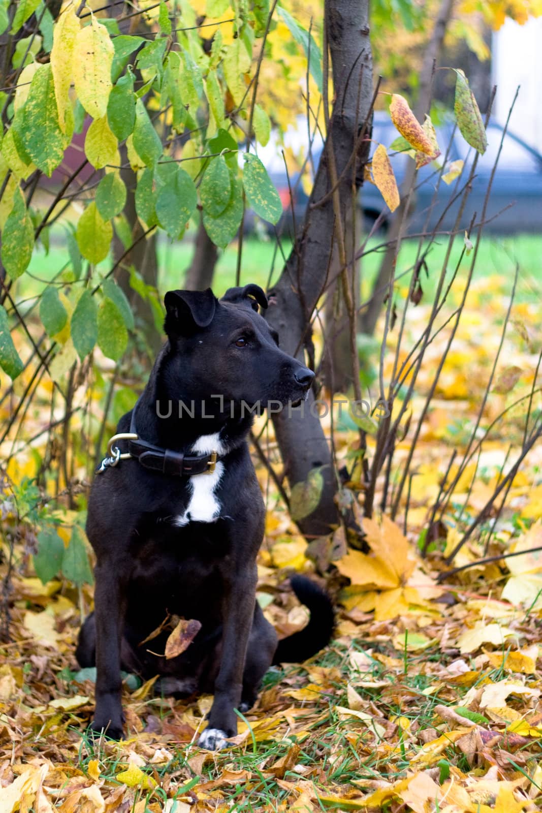 Sitting dog near autumn tree

