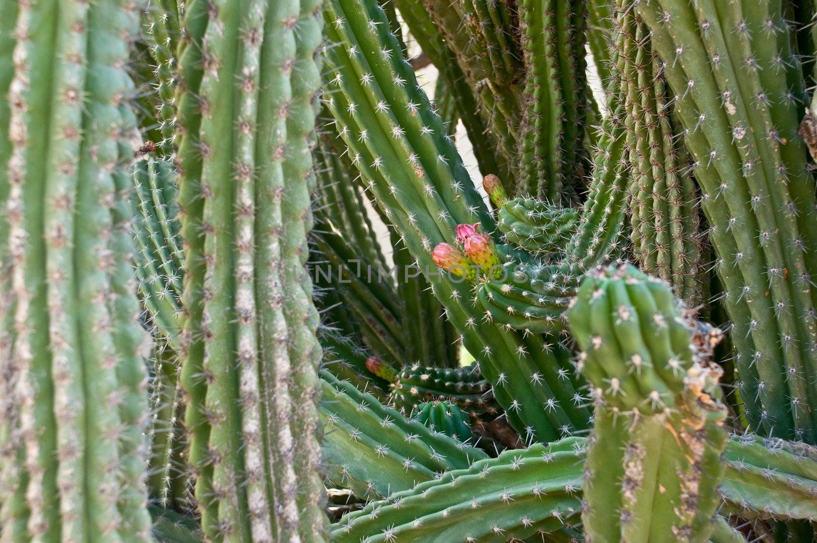 Cactus by trunion
