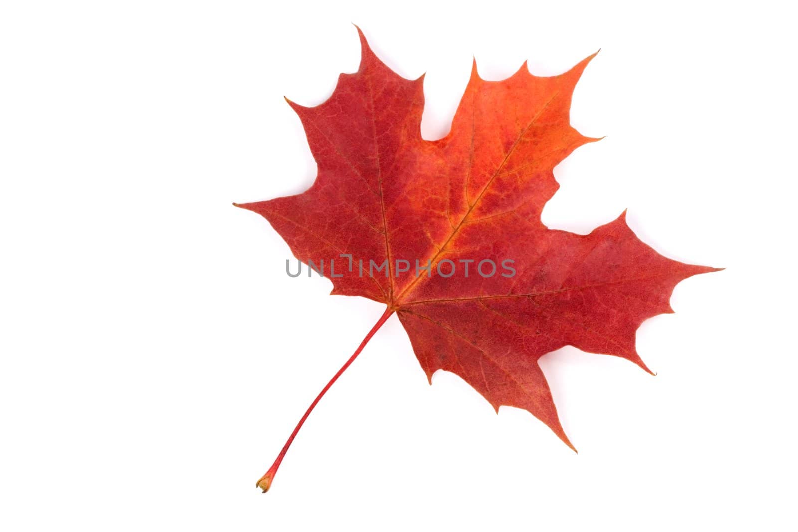 Clone leaf isolated on white background