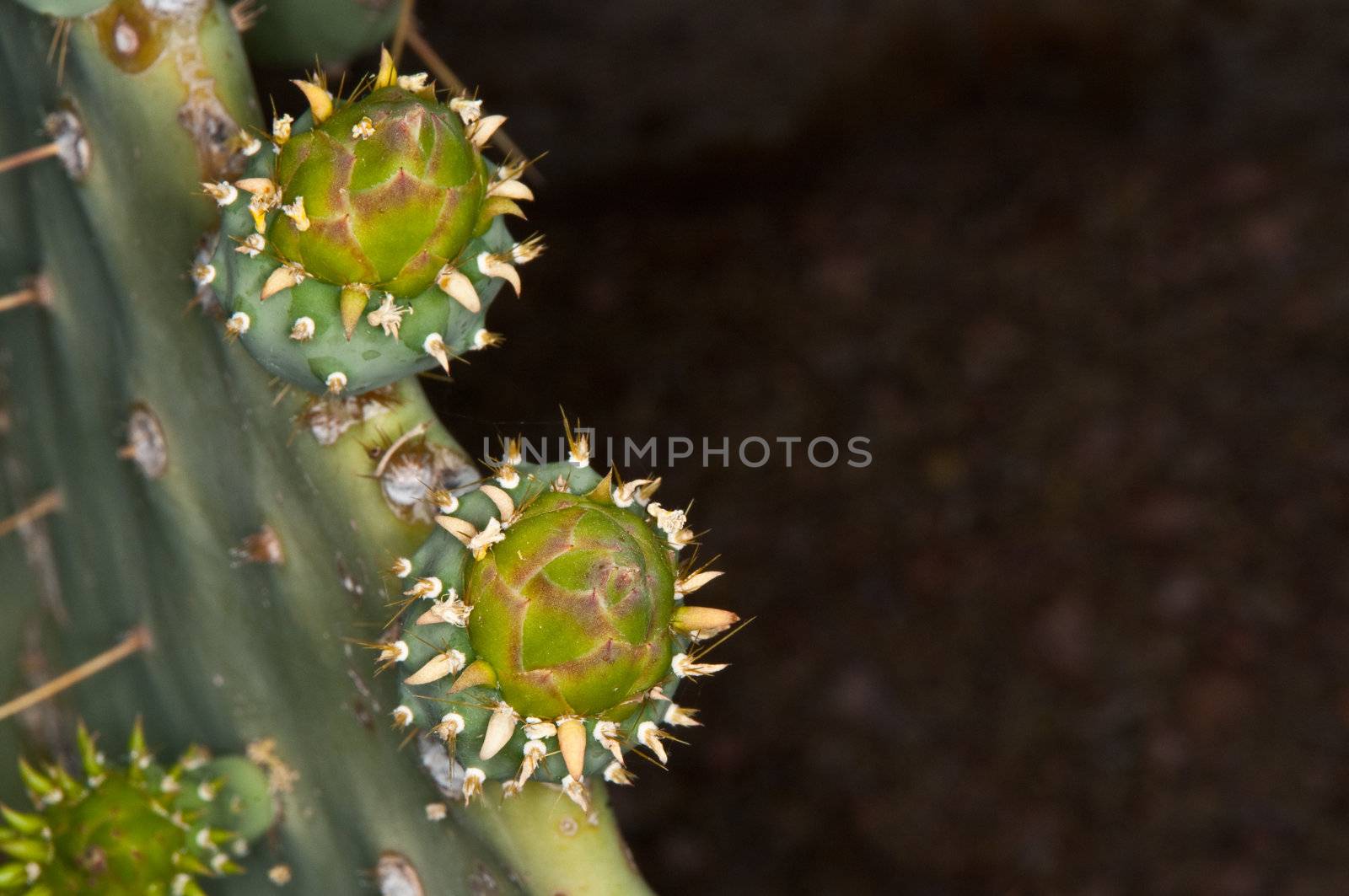 Cactus by trunion