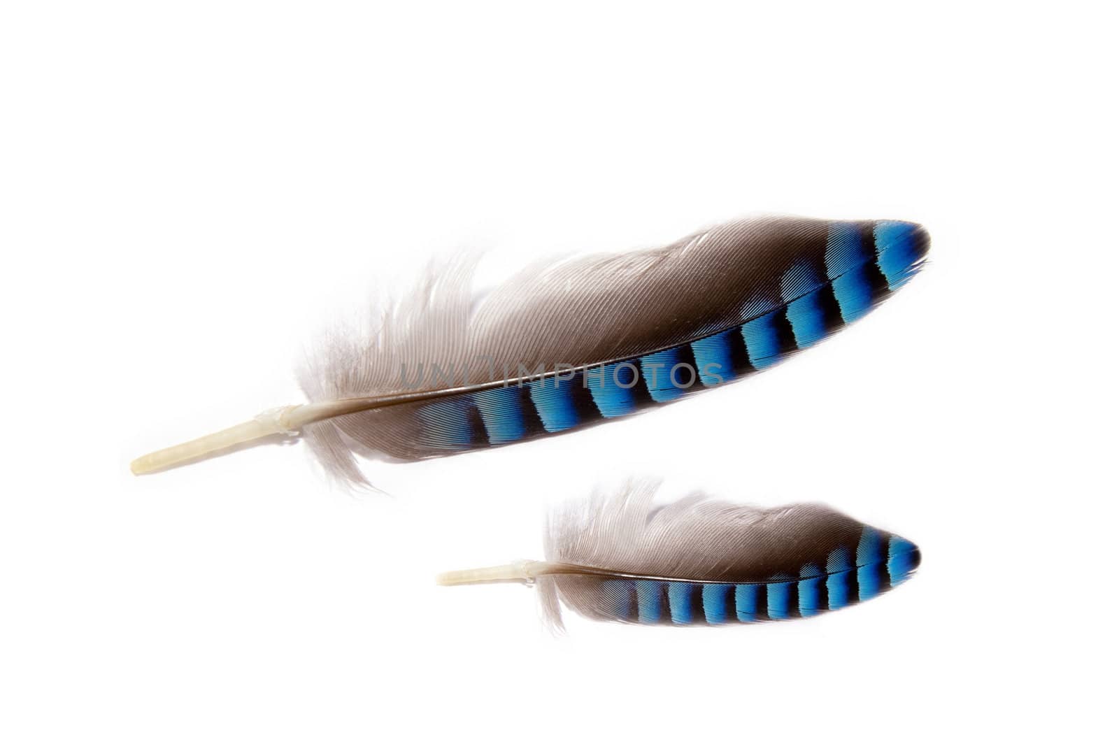 close up of two feathers grey and blue colored on a white background 