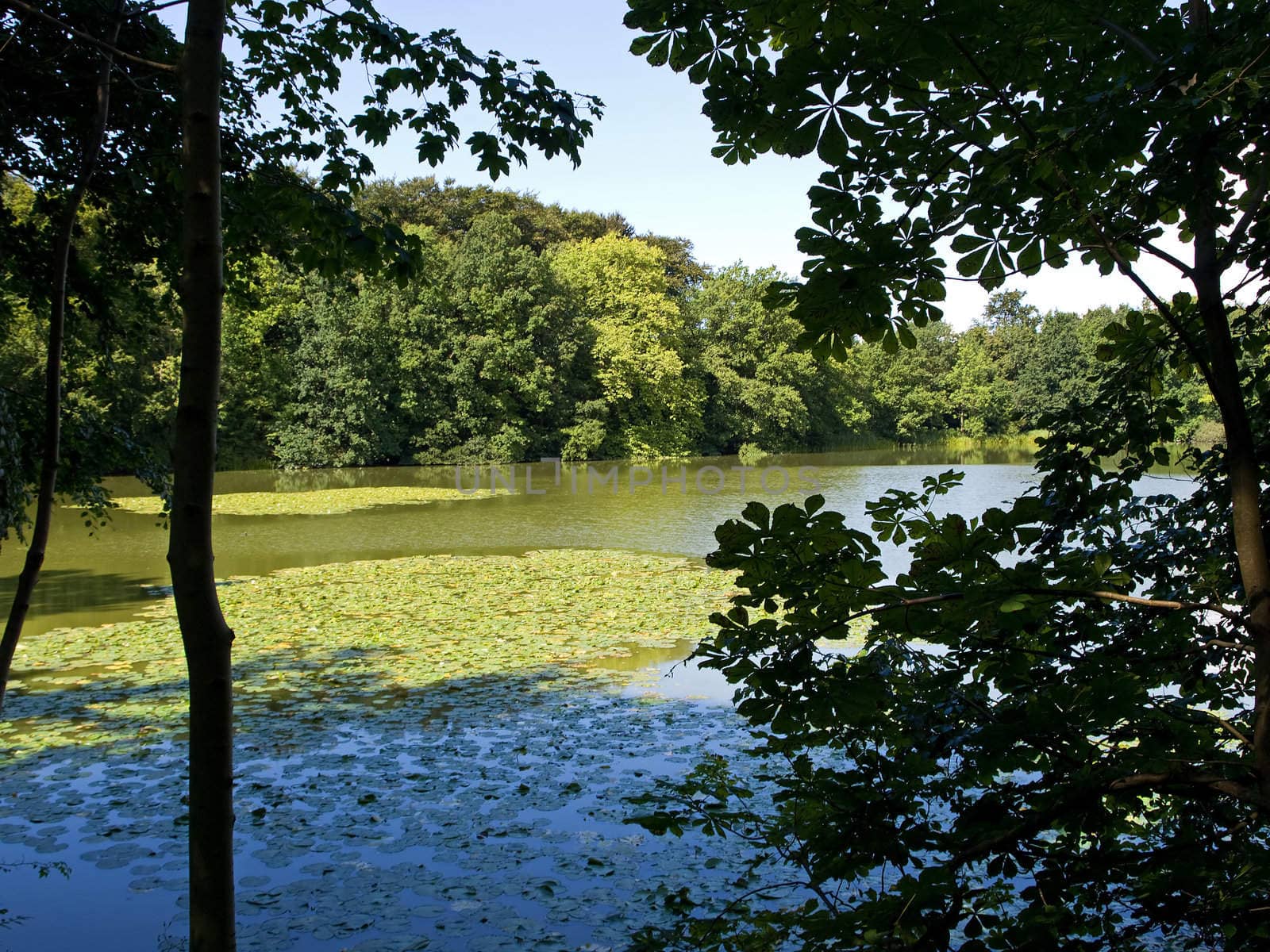 Beautiful landscape of lake with water lilies by Ronyzmbow