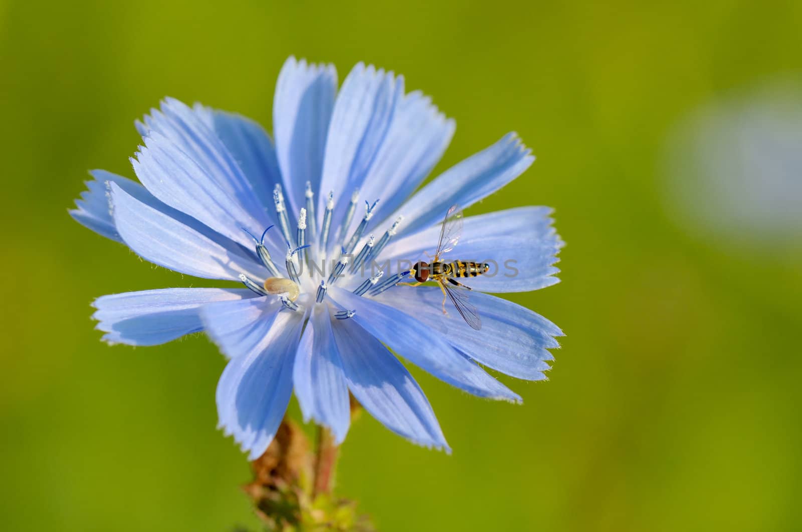 Hoverfly on chicory by Hbak
