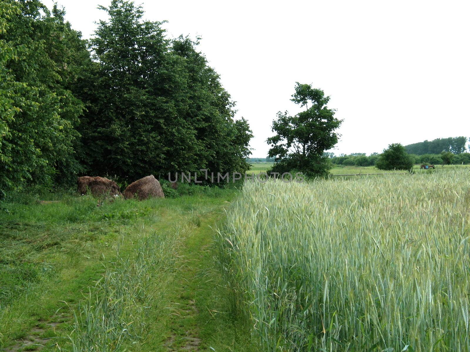 The rural road goes along wheat field