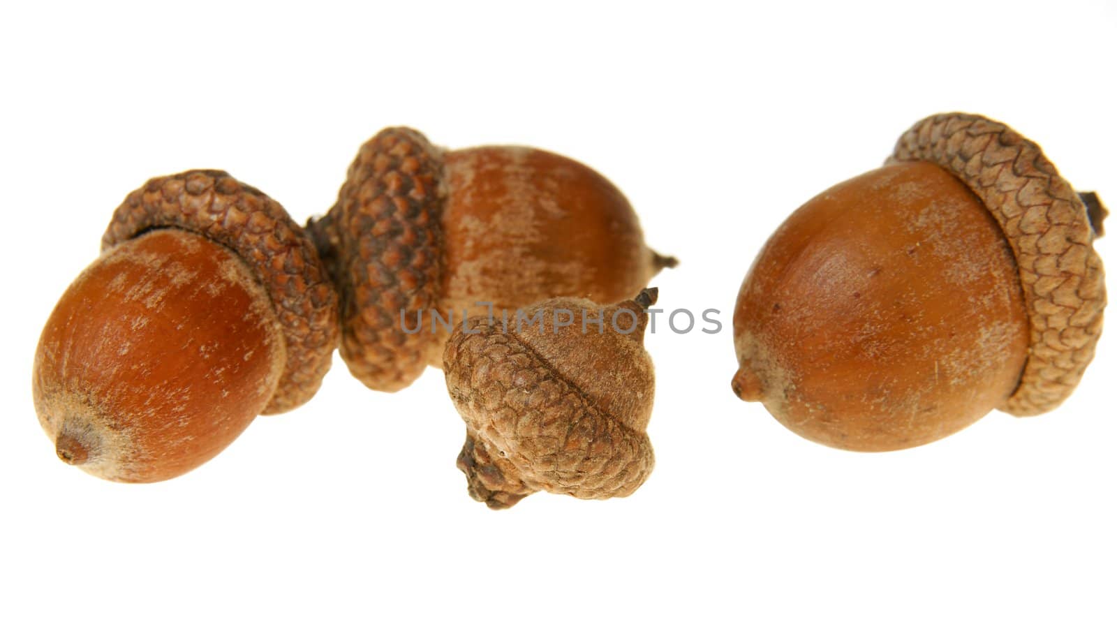 Brown oak acorn isolated on white background