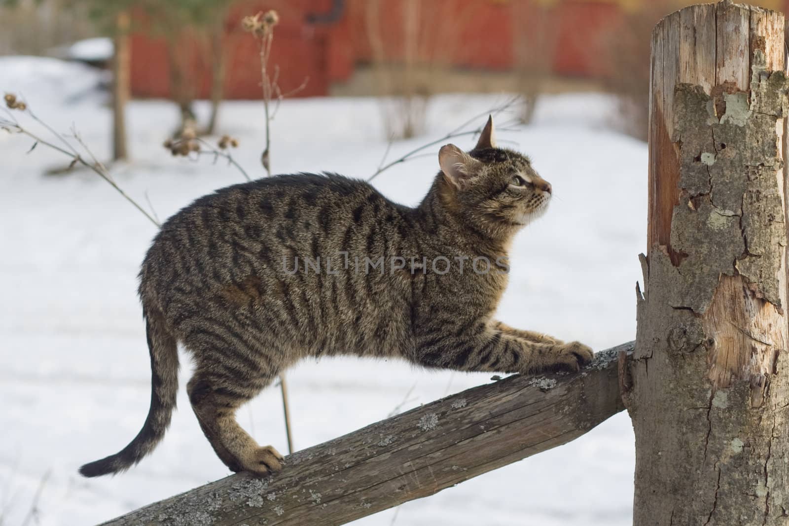 Cat on the fence by foaloce