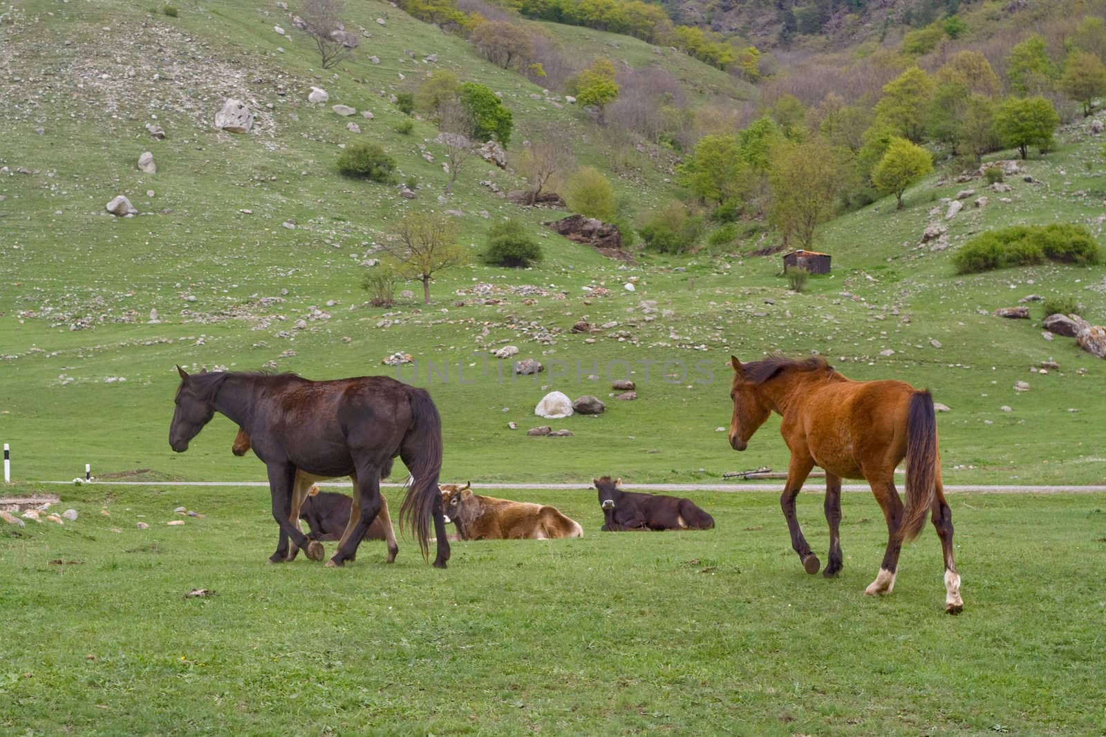 horses and cows on field
