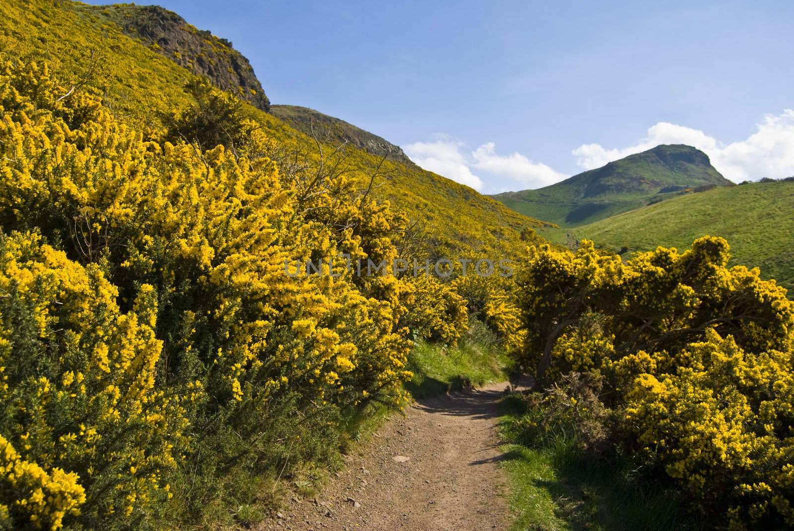 path to the Arthur's Seat in Edinburgh