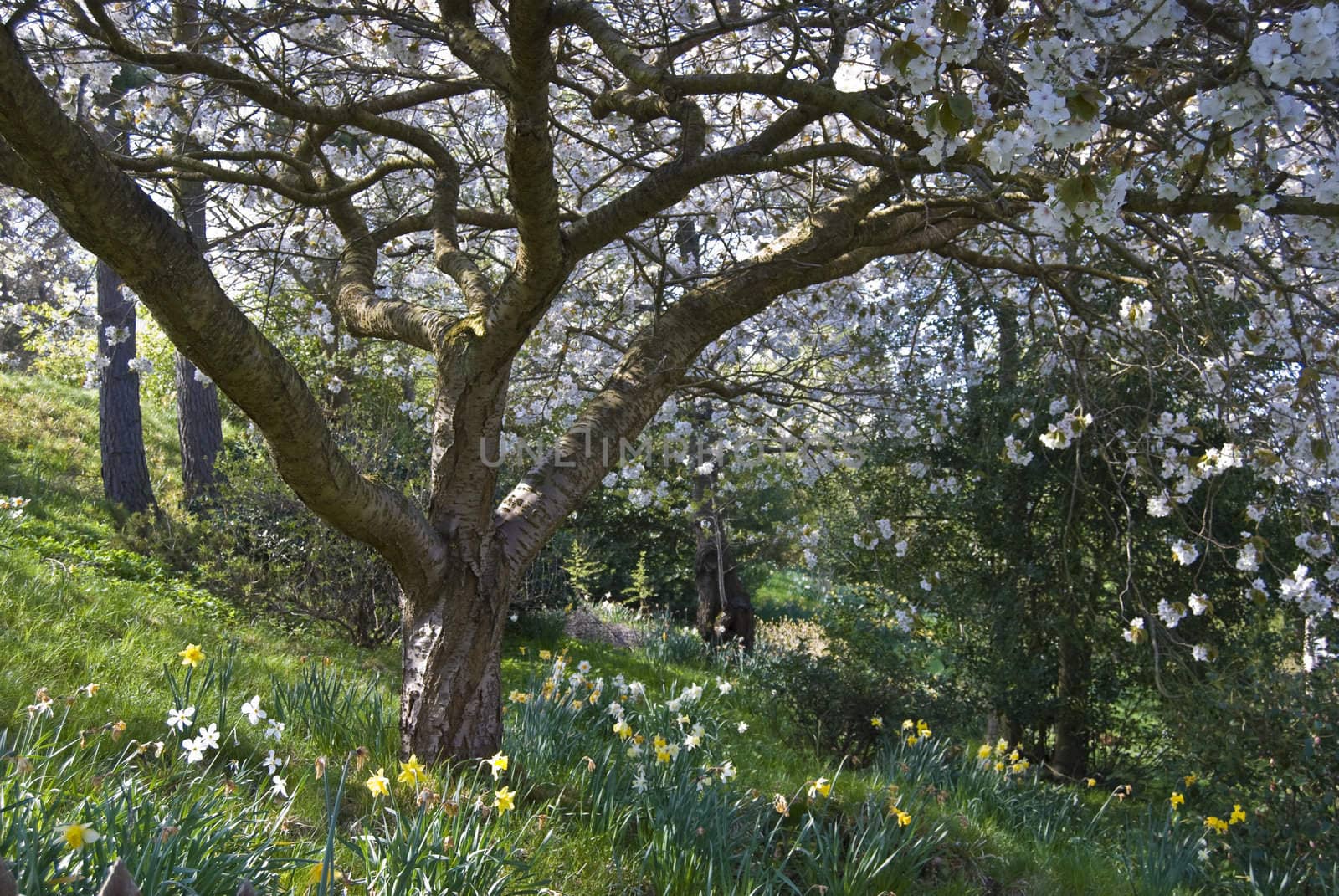 tree with lots of blossoms and daffodils in spring