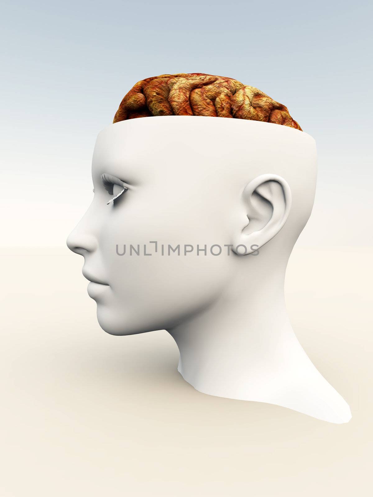 An anatomical open top head revealing a human brain inside.