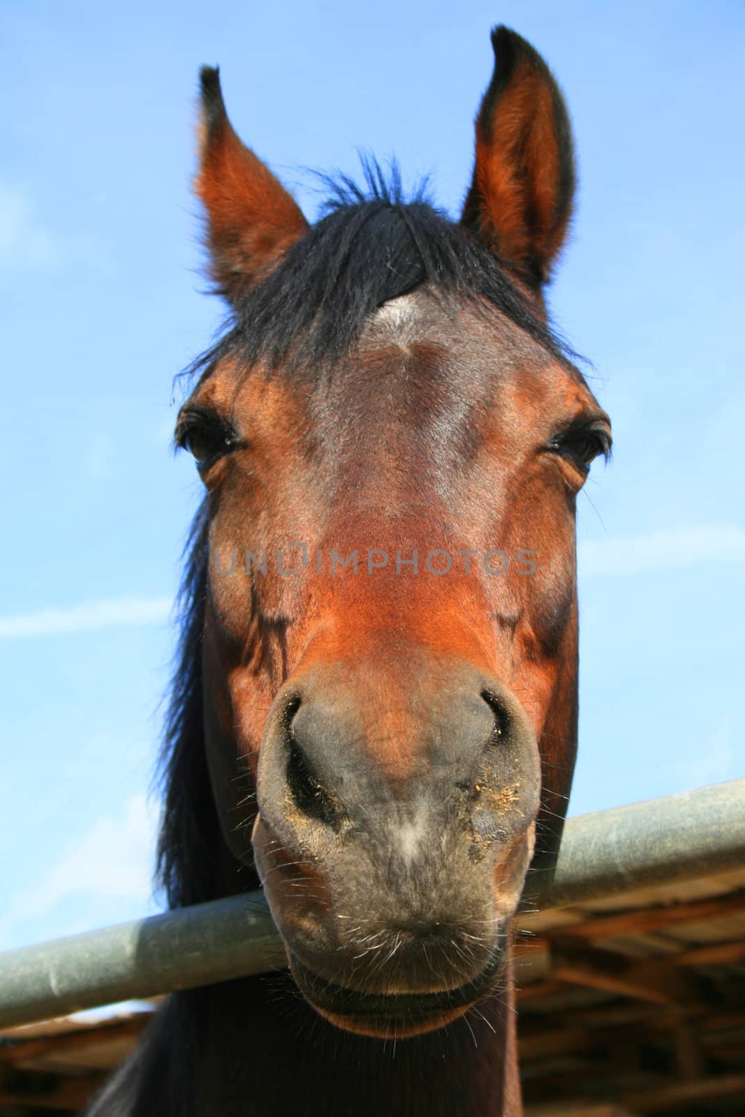 Headshot of a horse at the farm.
