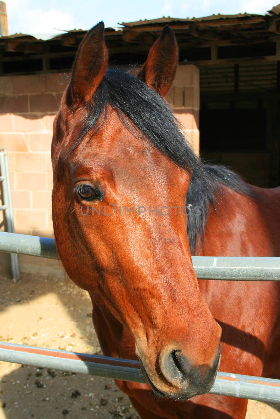 Headshot of a horse at the farm.
