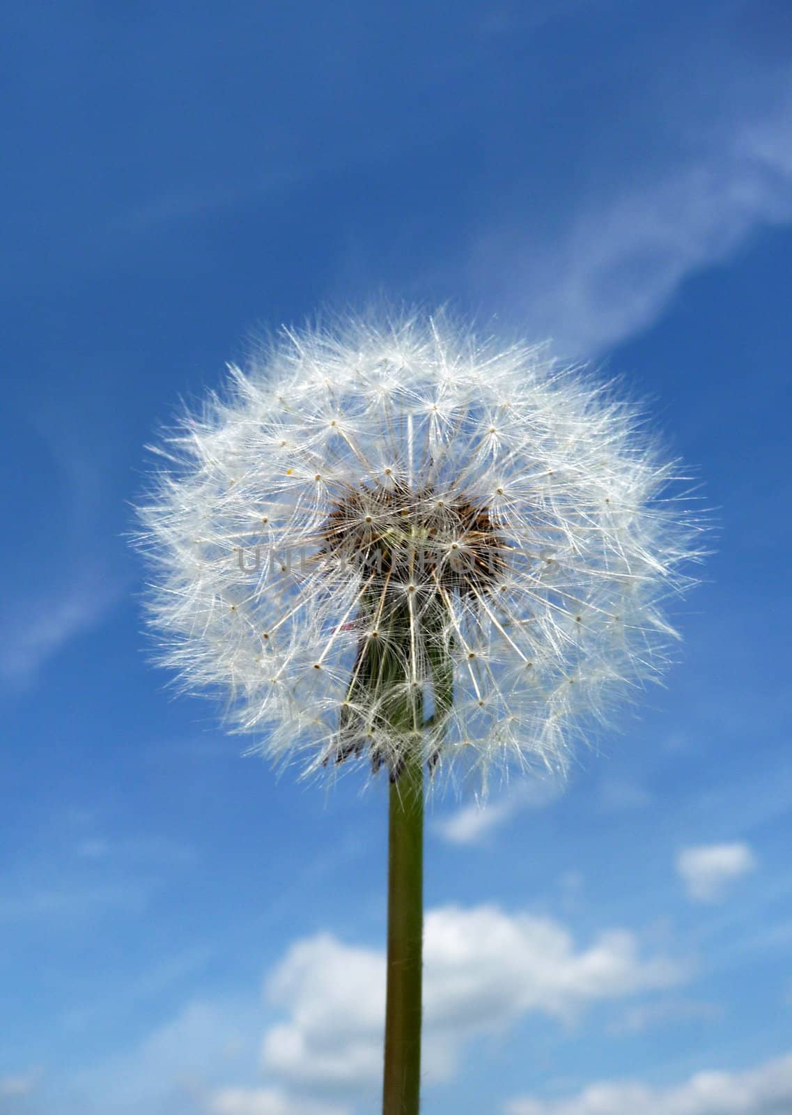Close up view of a Dandelion clock with a sky background.