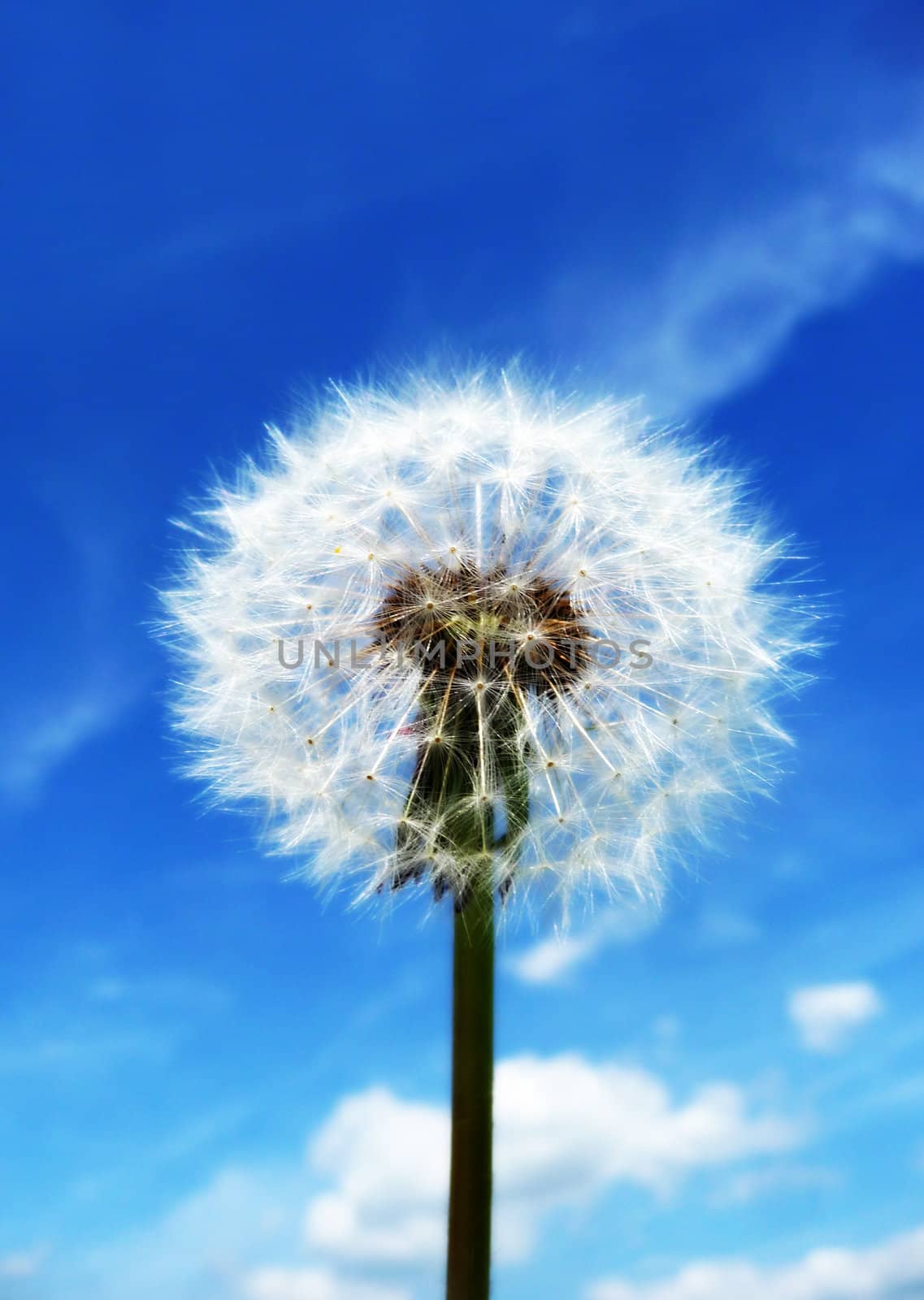 Close up view of a Dandelion clock with a sky background.