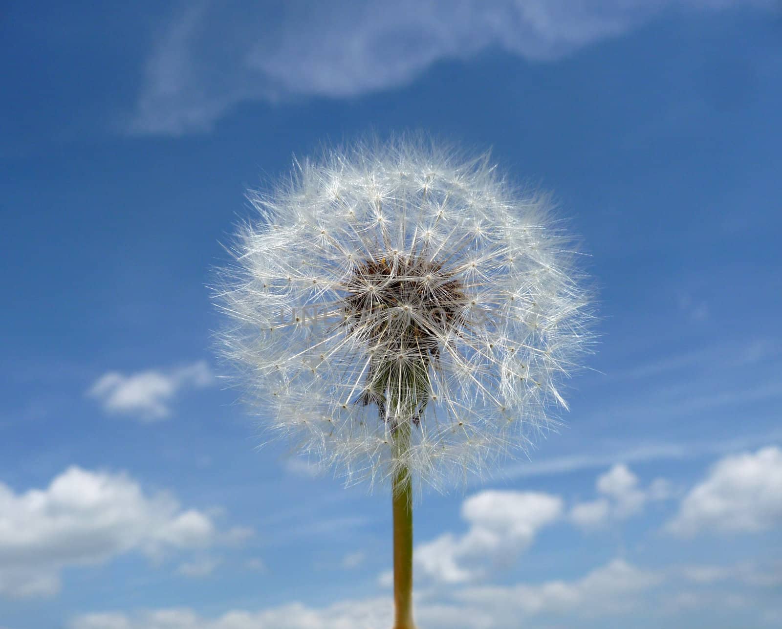 Close up view of a Dandelion clock with a sky background.