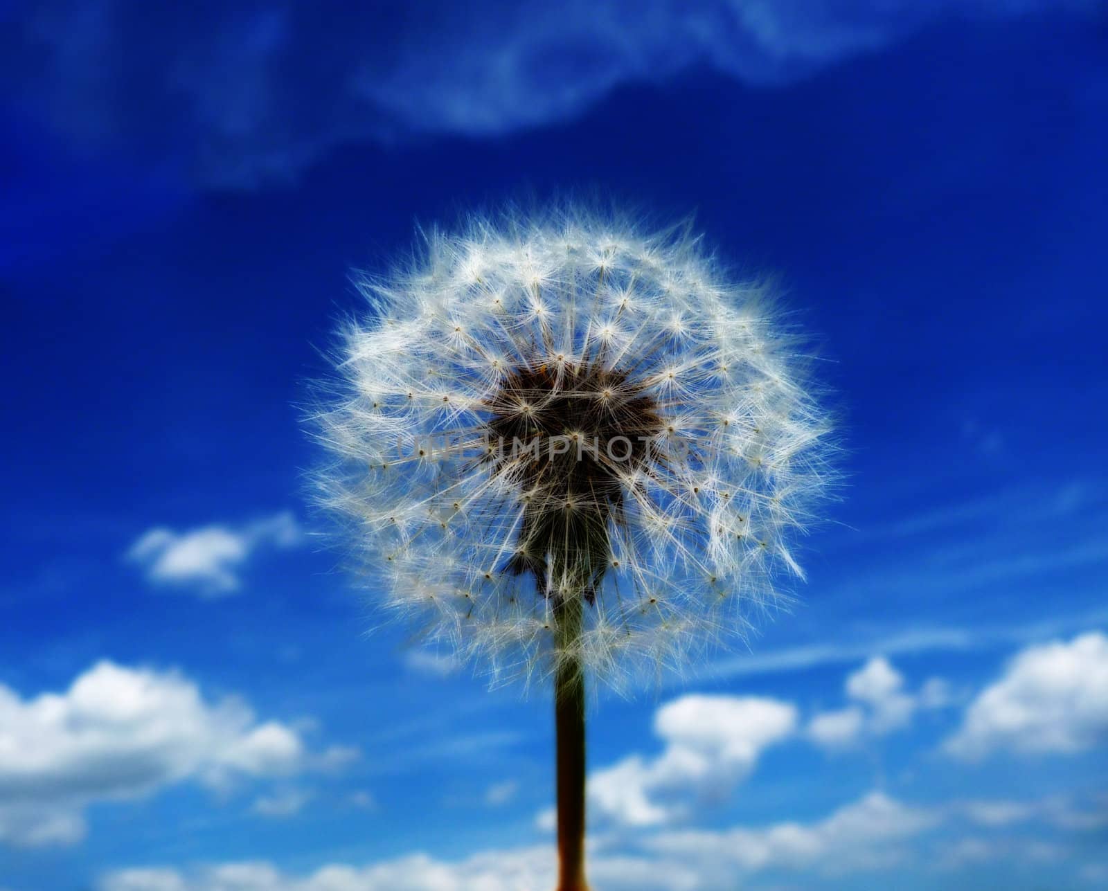 Close up view of a Dandelion clock with a sky background.