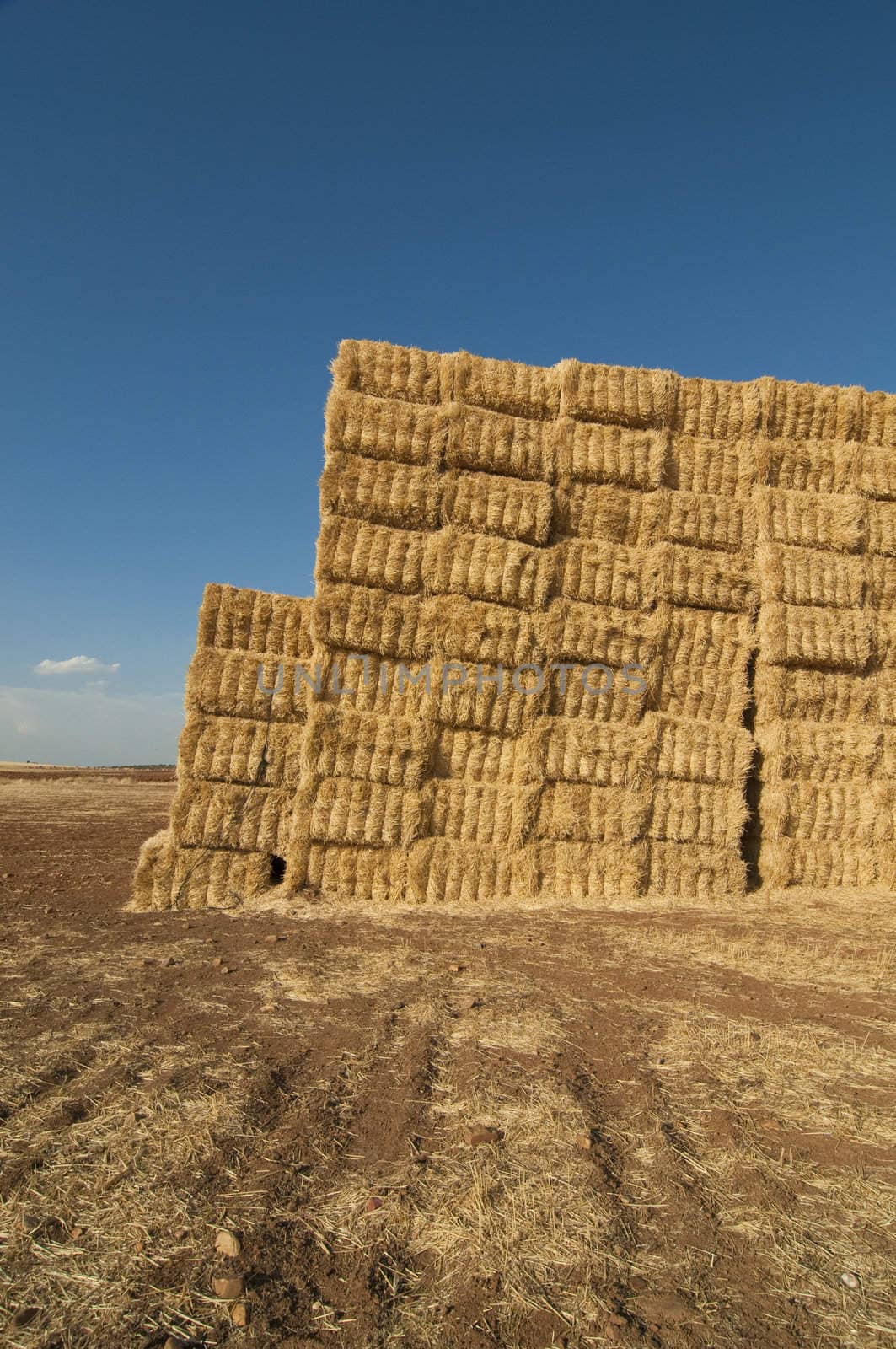 straws of hay, grain crop field picture