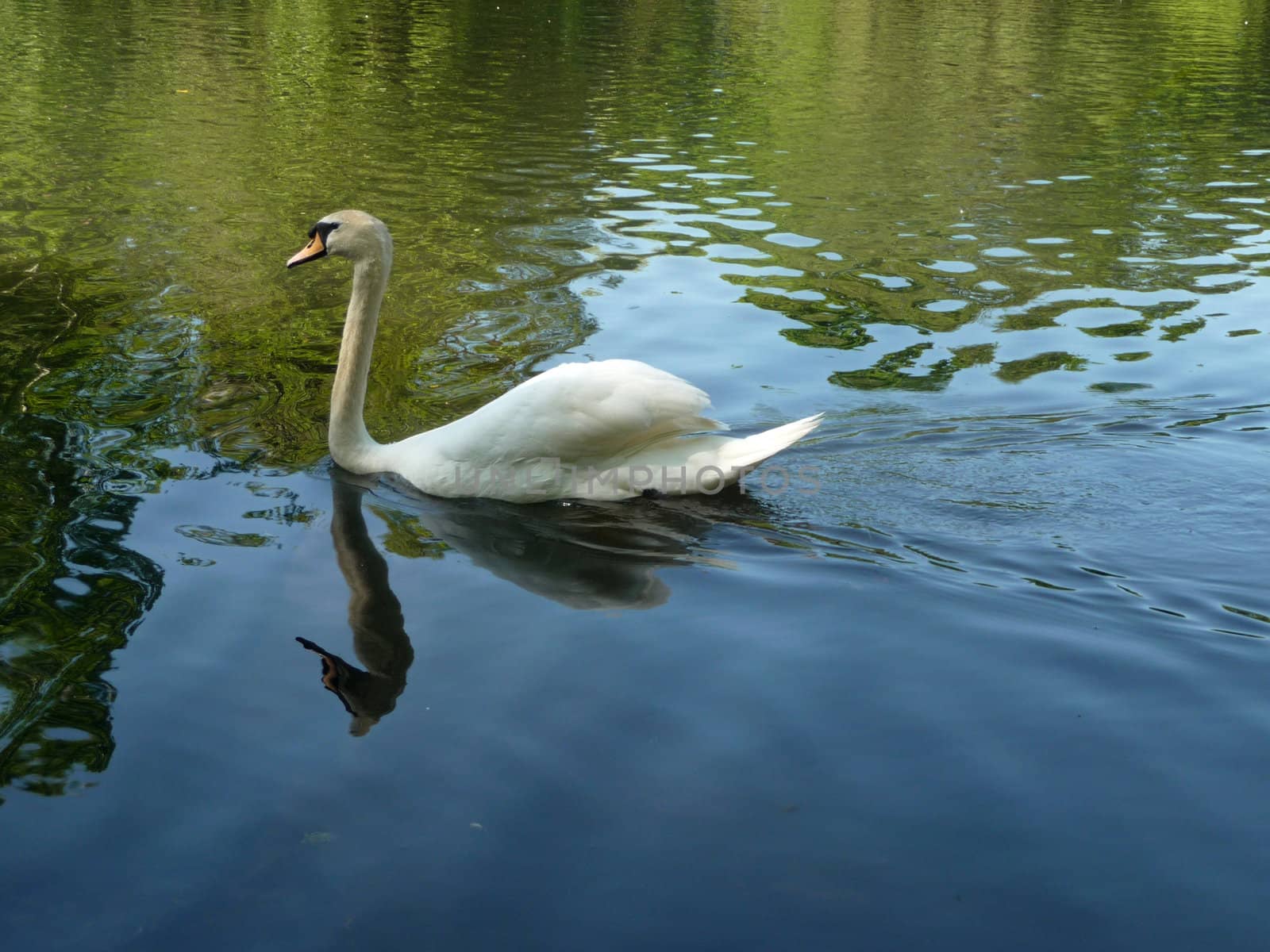 A Swan swimming in the lake In Valentines park.