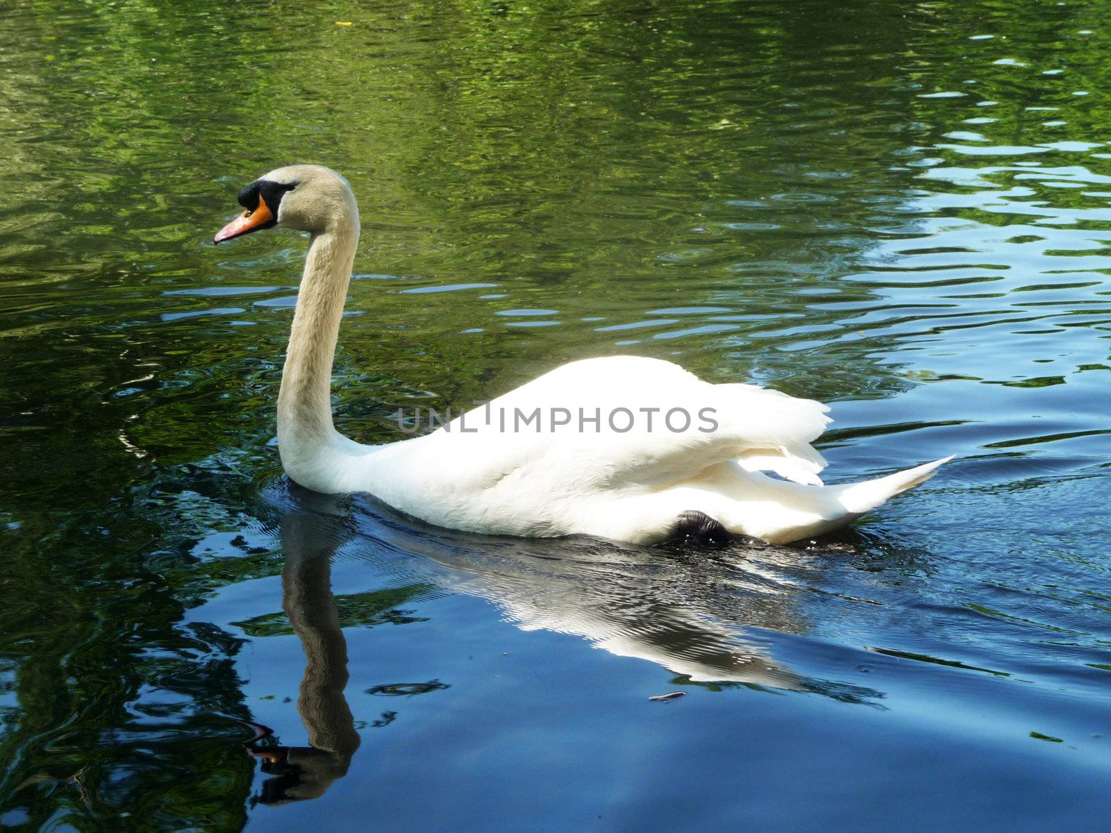 A Swan swimming in the lake In Valentines park.