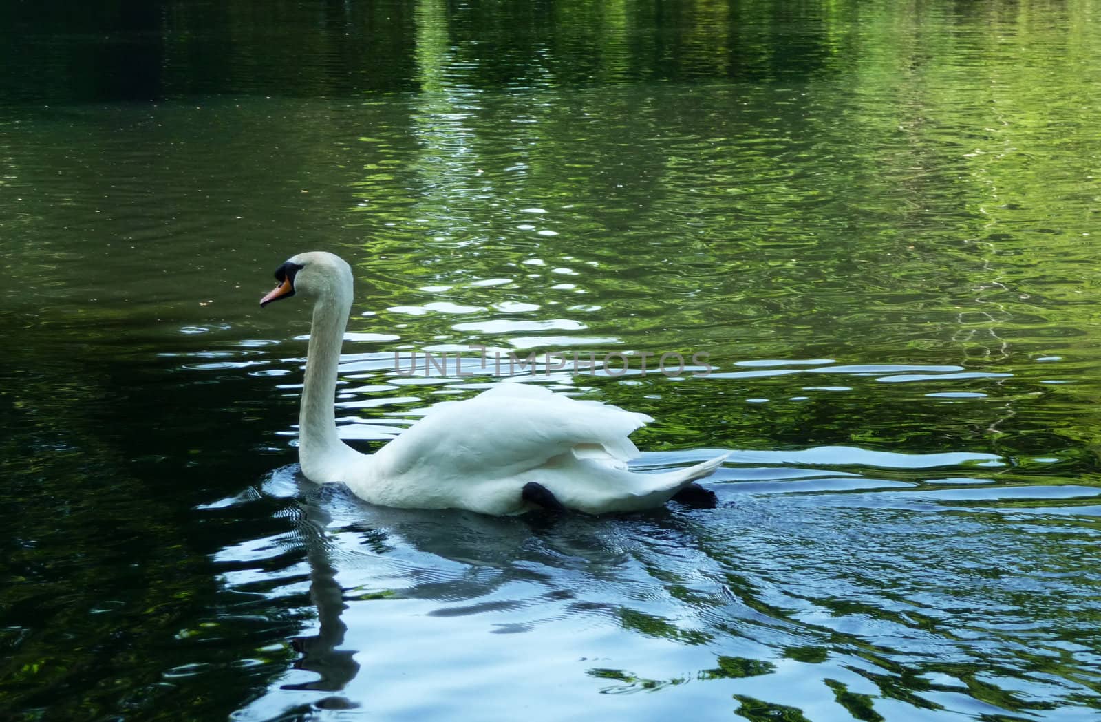 A Swan swimming in the lake In Valentines park.