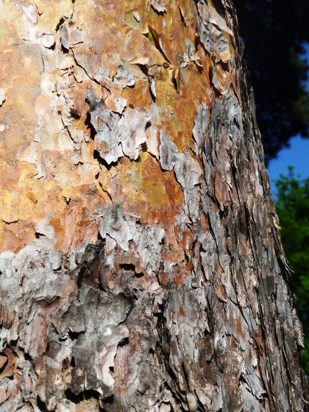 Close up view of some bark peeling of a tree.