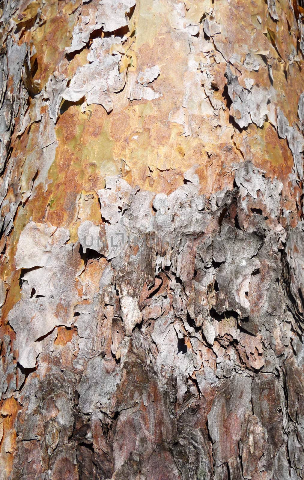 Close up view of some bark peeling of a tree.