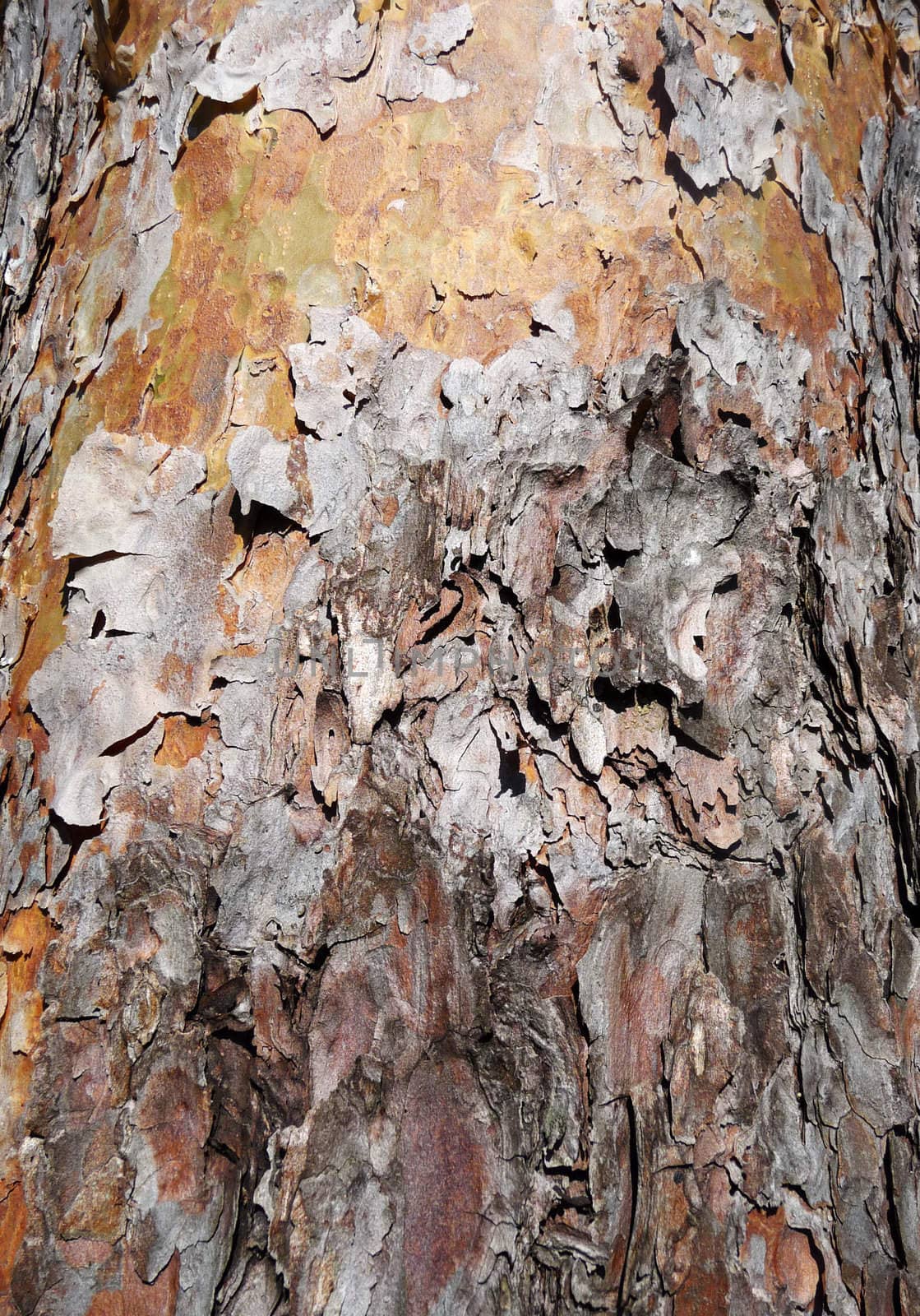 Close up view of some bark peeling of a tree.