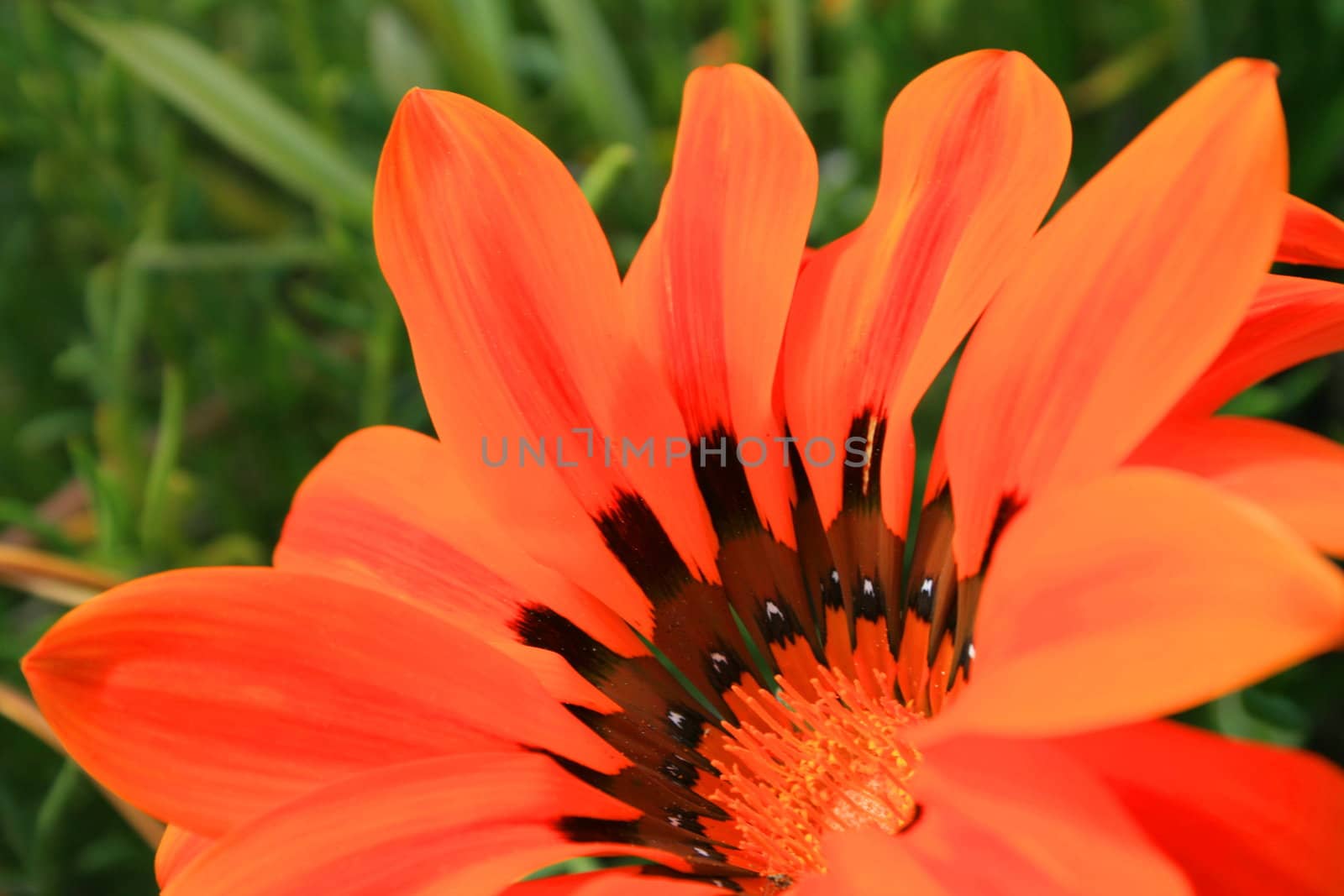 Close up of a daisy flower in a park.
