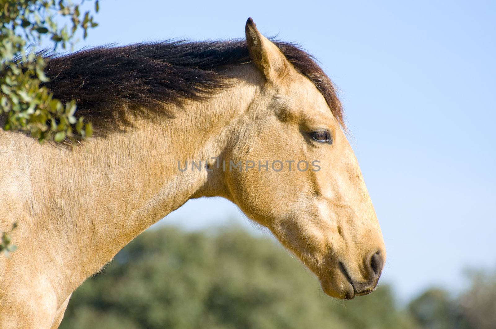 Picture of a horse on the hill.