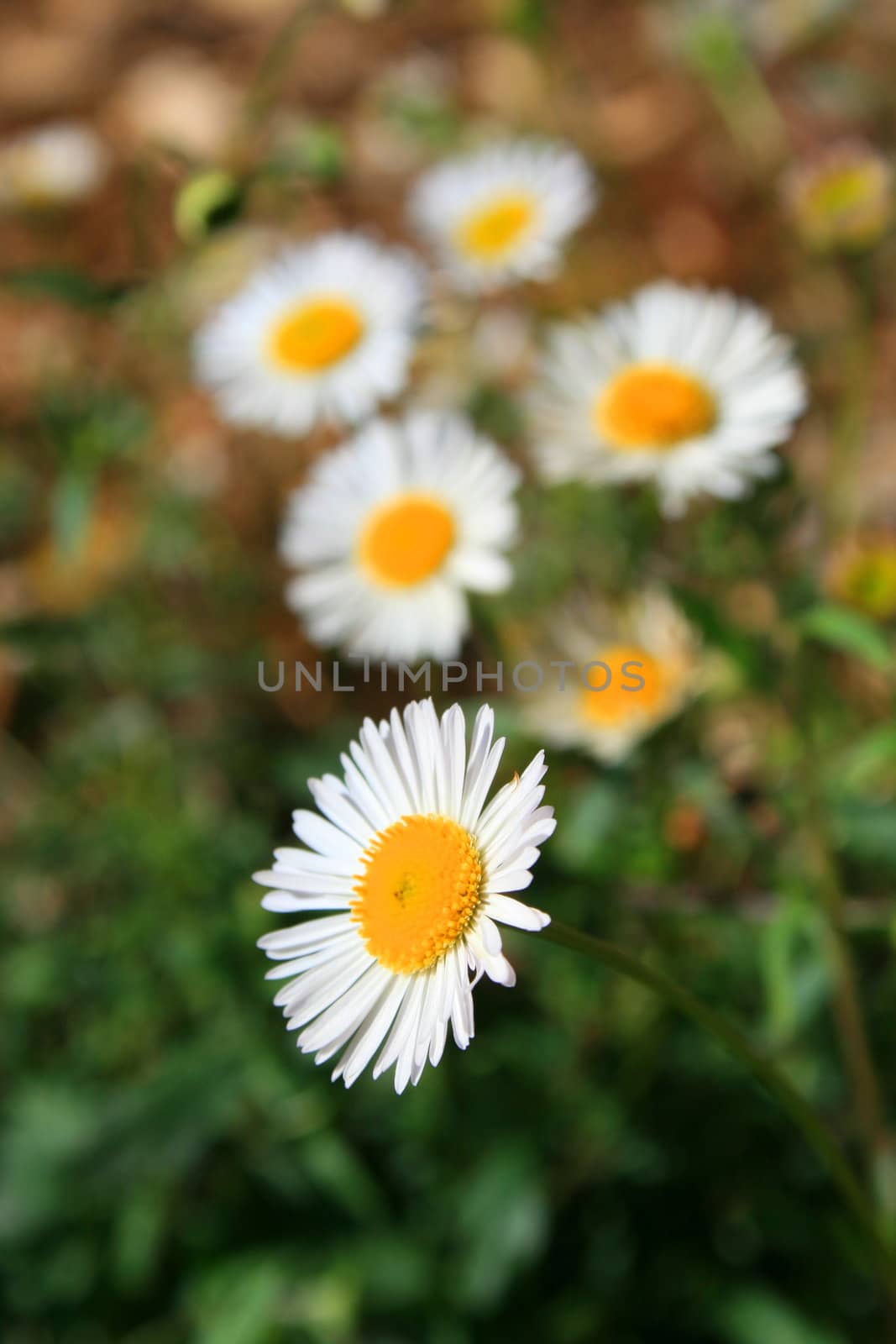 Close up of daisy flowers.
