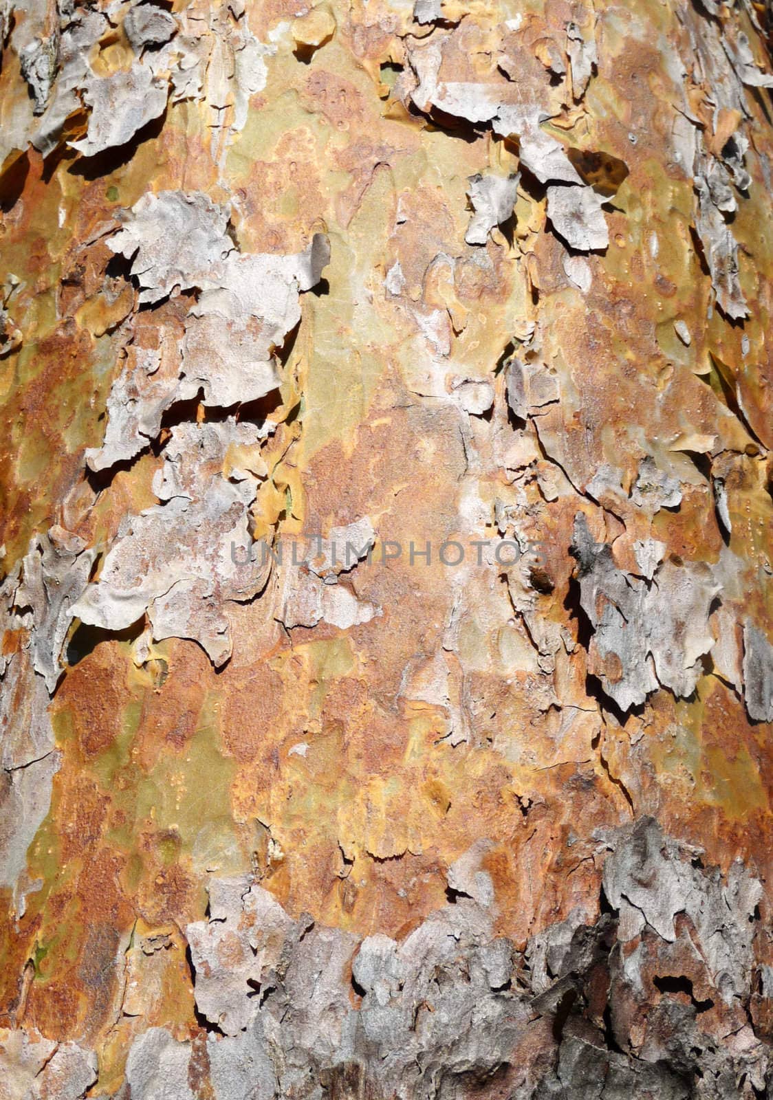 Close up view of some bark peeling of a tree.