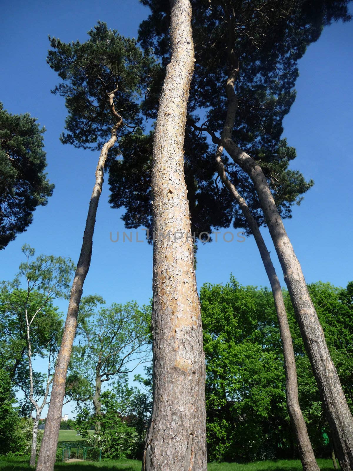 Some very tall trees in Valentines Park.