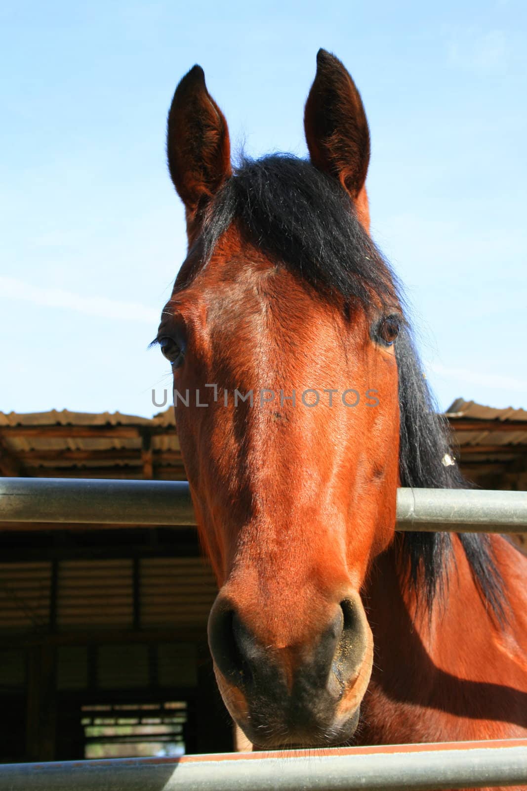 Headshot of a horse at the farm.
