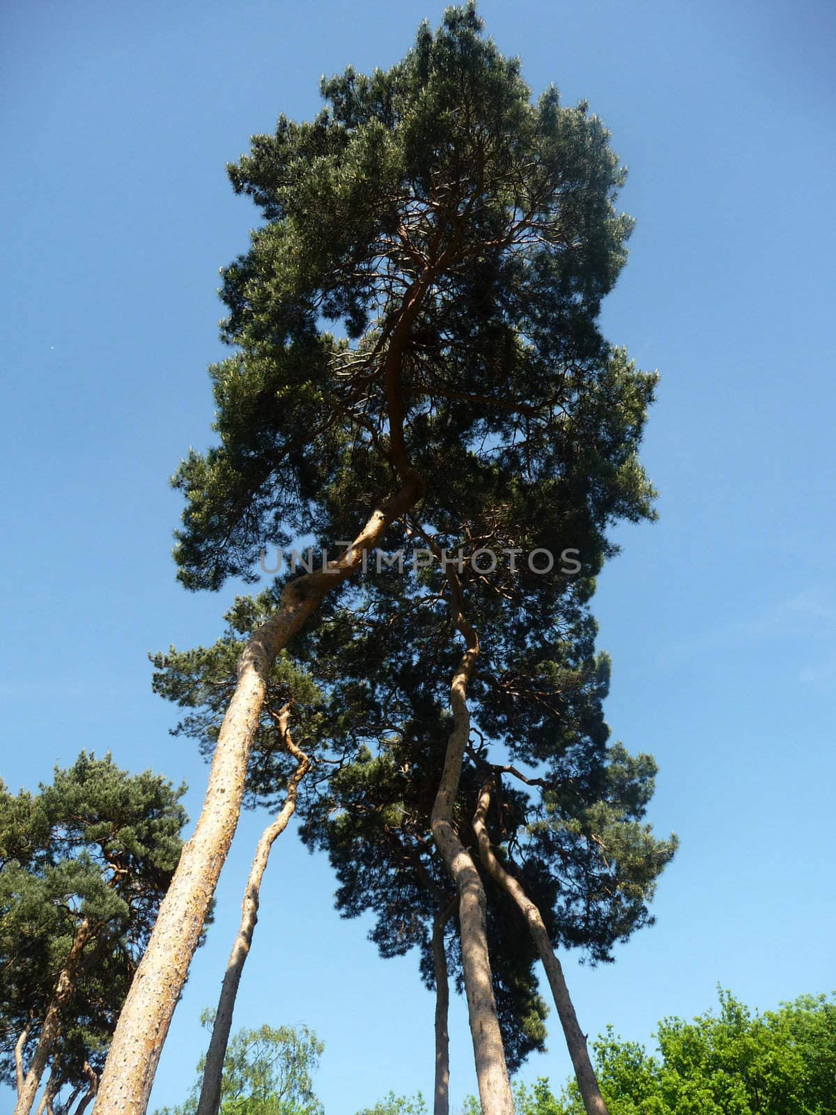 Some very tall trees in Valentines Park.