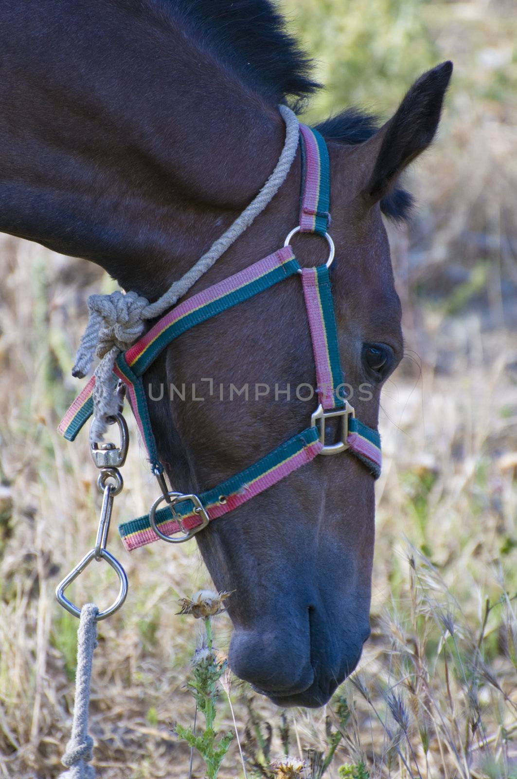 Picture of a horse on the hill.