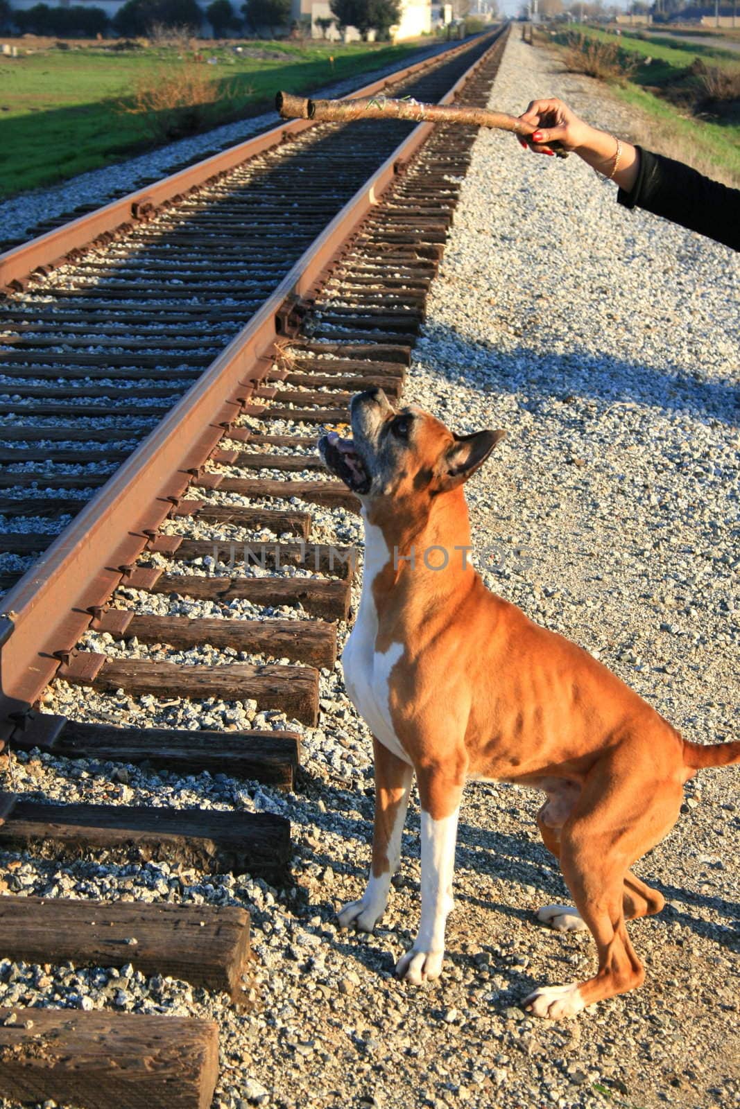 Male boxer dog training exercise during day time.
