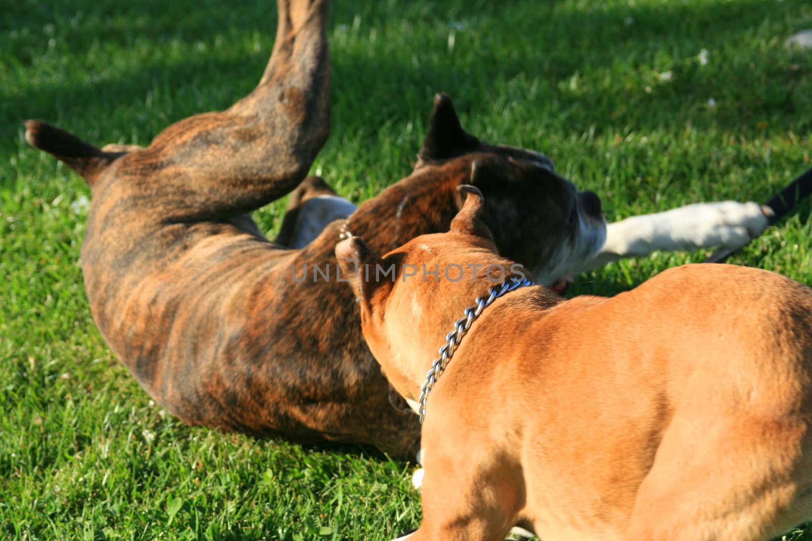 Two boxer dogs playing in a park.

