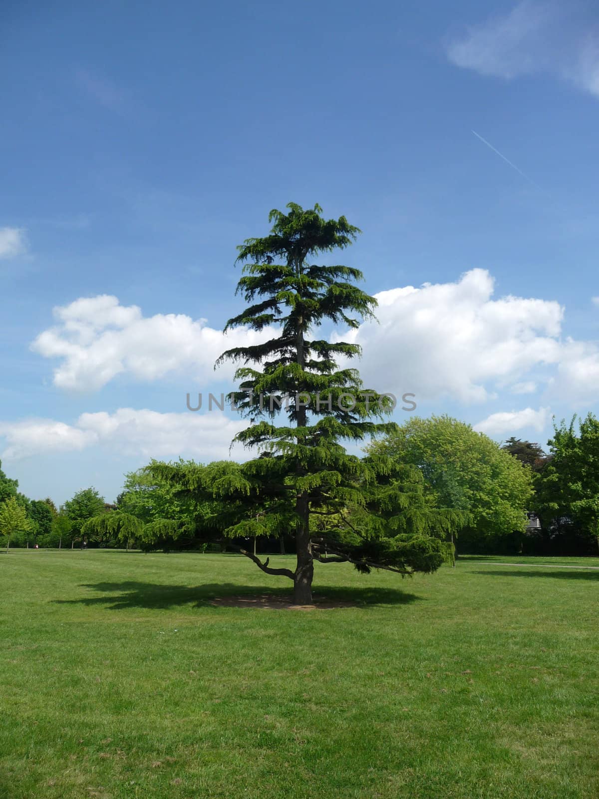 One of many trees in Clayhall Park