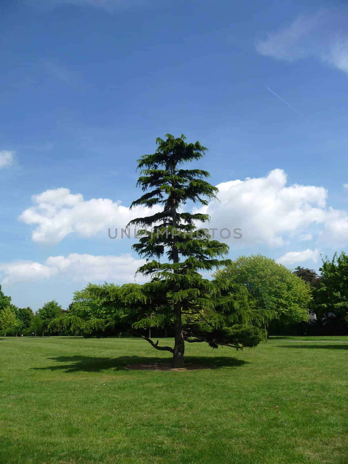 One of many trees in Clayhall Park