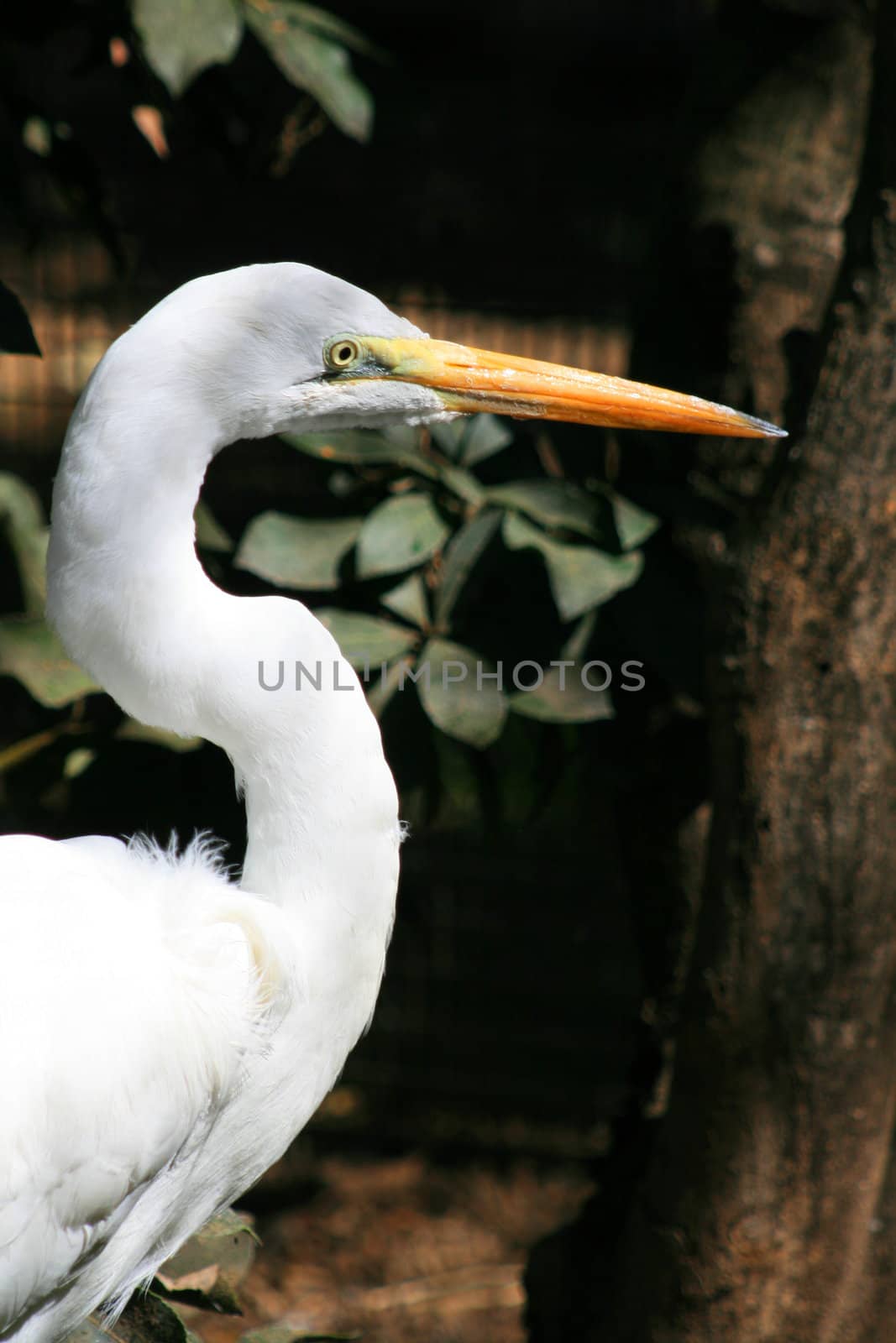 Great White Egret by MichaelFelix