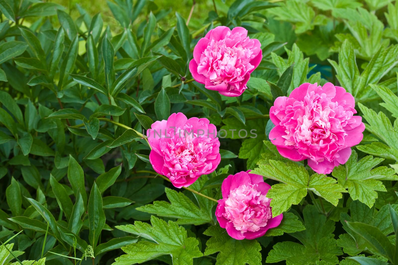 nature series: bush of blossoming pink paeon