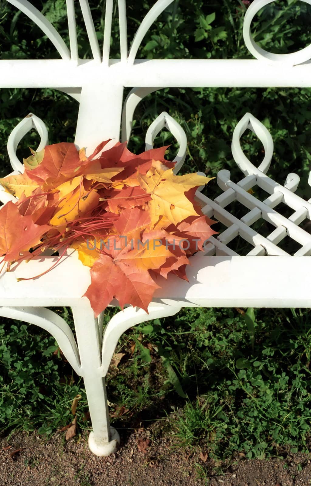  Autumn maple leaves on the bench close up