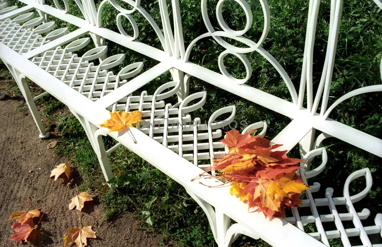 Bench with red and yellow maple leaves somebody left behind 